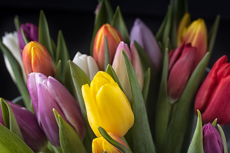 Mixed tulips from the market. Fresh colors in the house