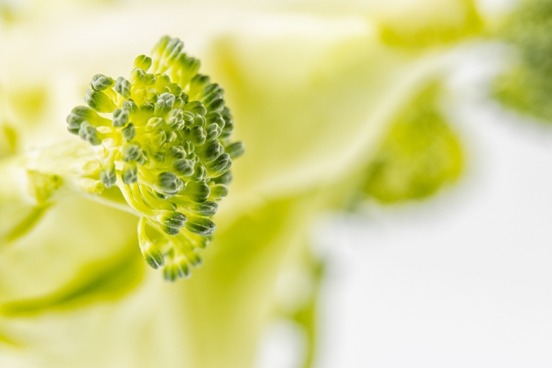 Broccoli detail