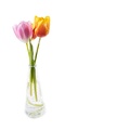Feb 13 - Vase.jpg