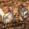 Mar 22 - Chickens