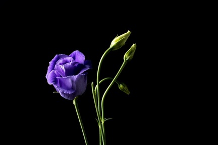 Apr 04 - Purple rose