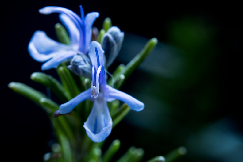 The rosemary in my garden is not doing very well, but it has a flower