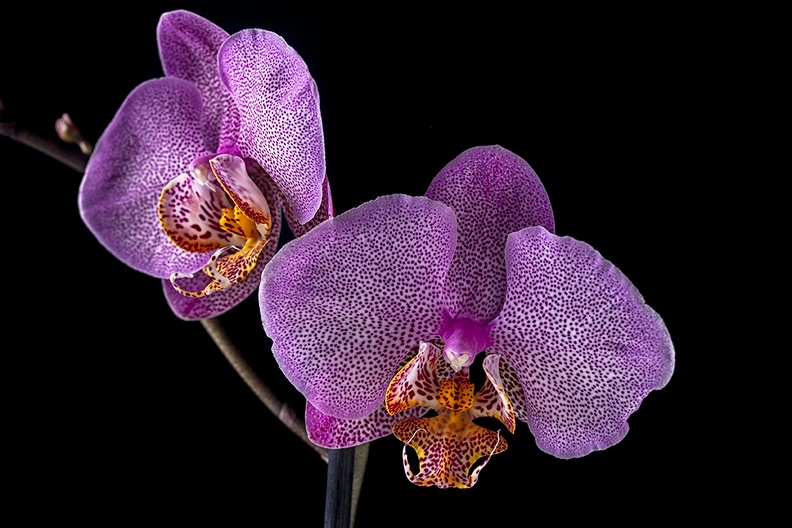 Orchid, a Mother's Day gift