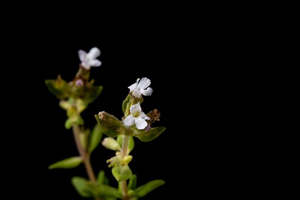 Jun 06 - Blooming thyme