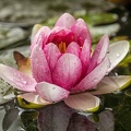 Jun 14 - Water lily