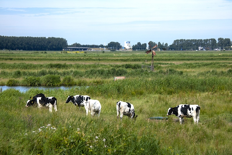 Landscape with cows on a bike ride in the afternoon