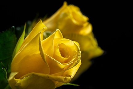 Jul 07 - Yellow rose