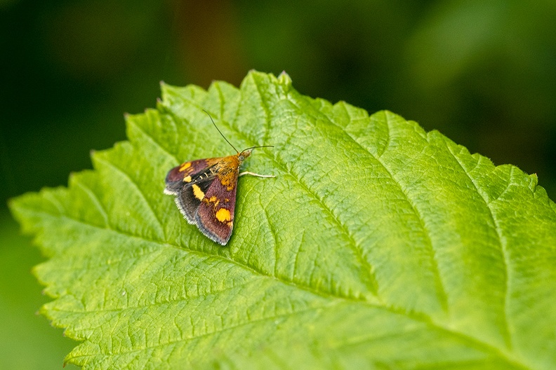 No idea if this 1 inch little fellow  on a raspberry leaf is a moth or a butterfly
