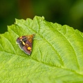Jul 20 - Lepidoptera