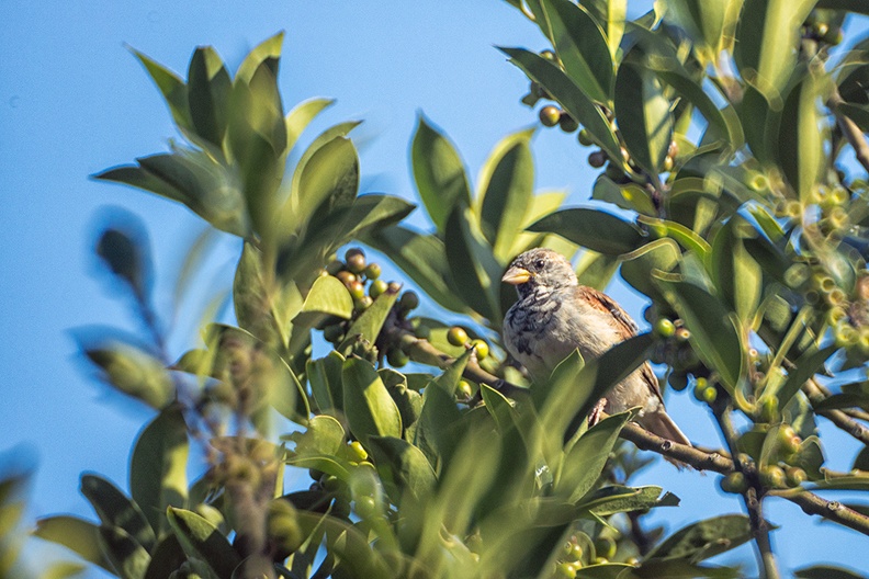 A sparrow, high in my holly on a beautiful afternoon (and some typical mirror lens effects)