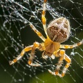 Aug 07 - Spider