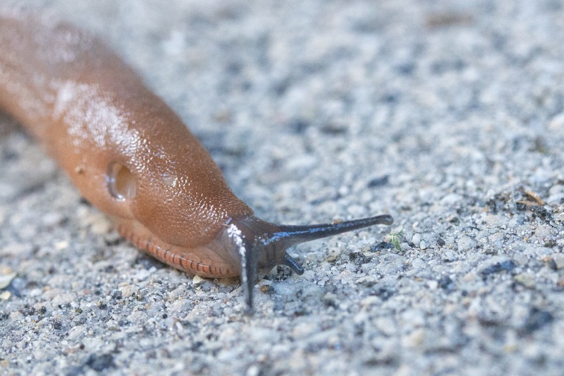 A slug in my garden