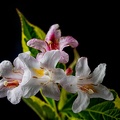 Aug 20 - Flowering shrub