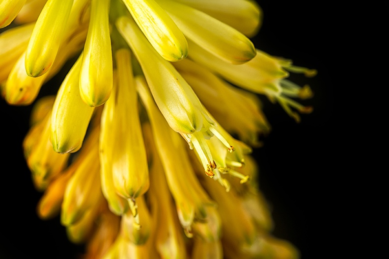 A yellow flower
