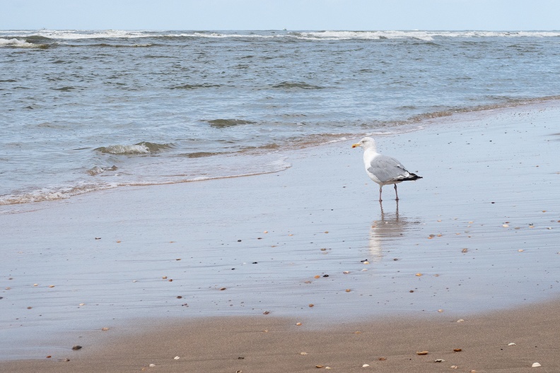 Seagull  and the sea