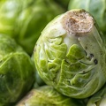 Sep 13 - Brussels sprouts