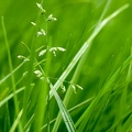 Sep 30 - Grass