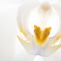 Oct 01 - White orchid