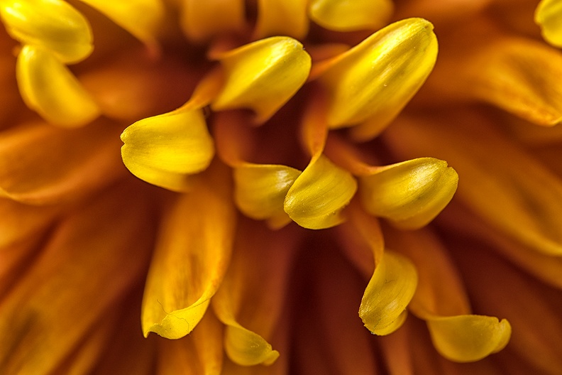 Another chrysanthemum detail