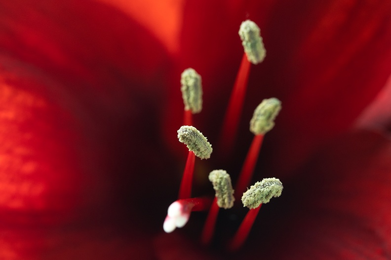 Detail of an amaryllis. One of the fresh flowers in the house