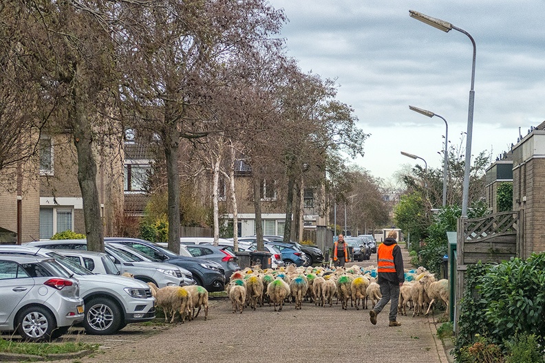 Sheep in the street