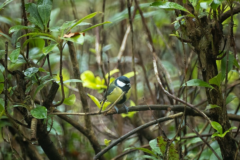 A great tit in the backyard.