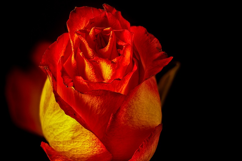 Portrait of a rose.