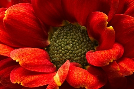 Dec 06 - Red flower