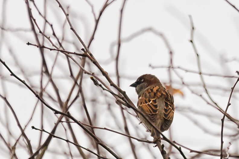 A sparrow in my hedge.