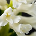 Dec 21 - Hyacinth