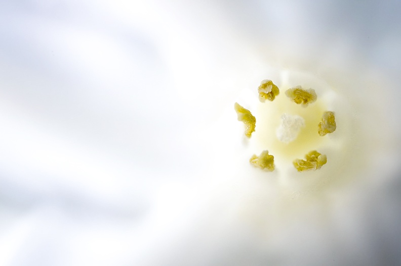 The inside of a flower of a white hyacinth