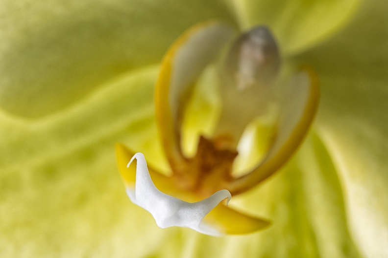 Detail of a yellow orchid