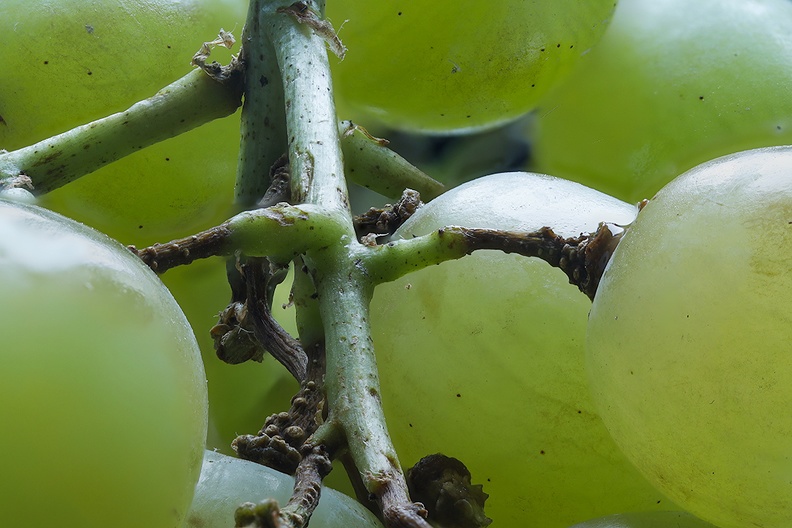 A closer look at grapes