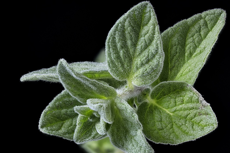 Detail of a herb