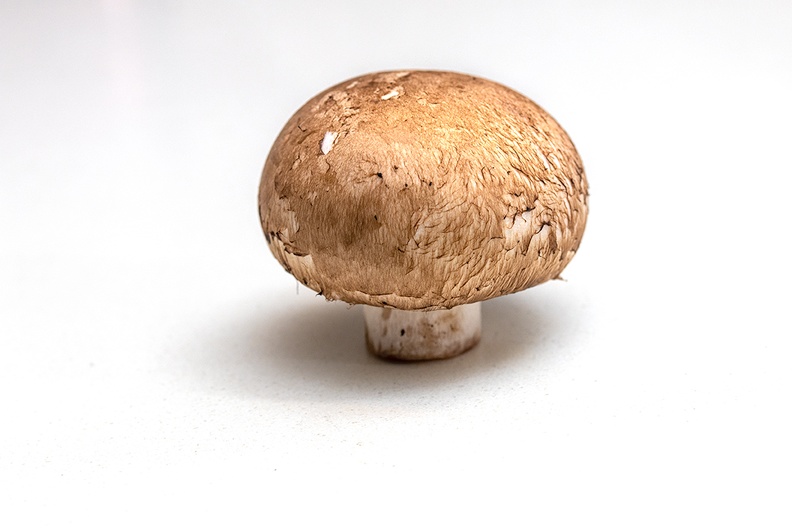 One mushroom on my kitchen