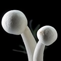 Mar 09 - Mushrooms