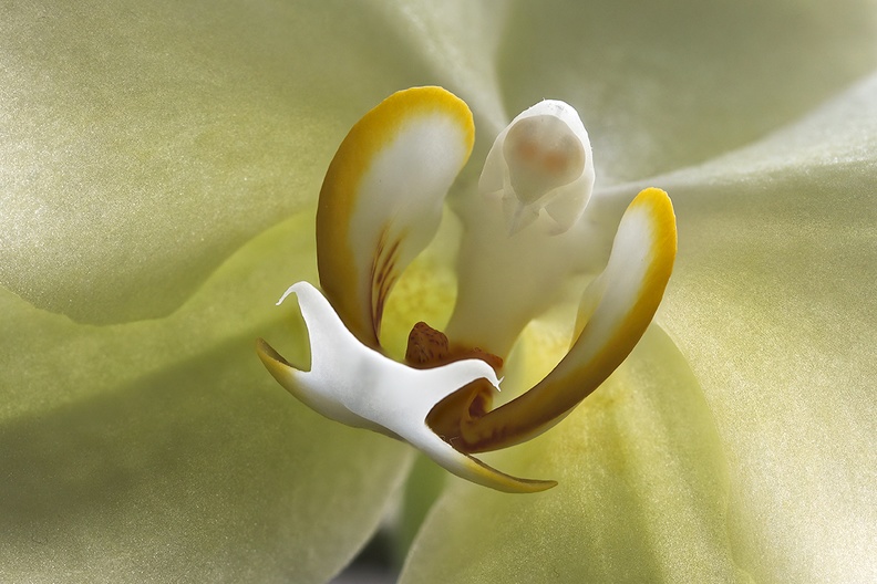 Detail of an orchid