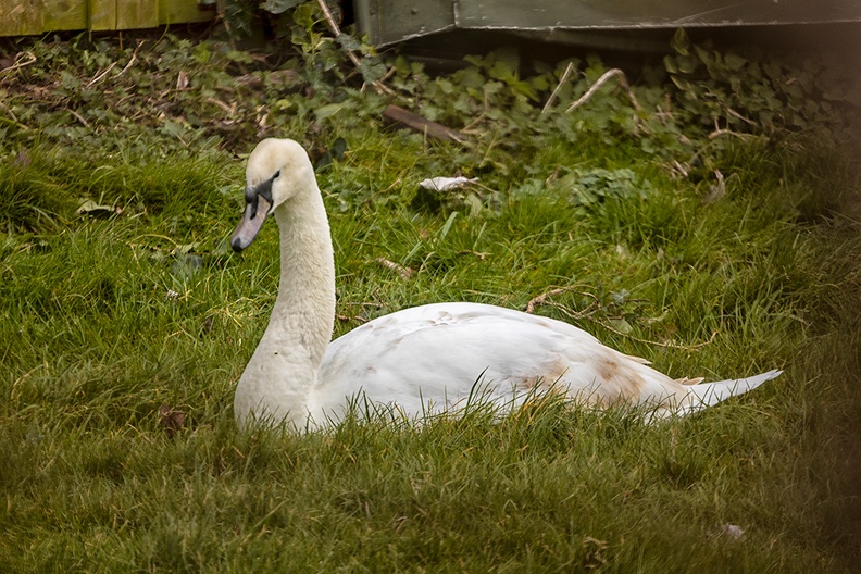 A swan next to my house