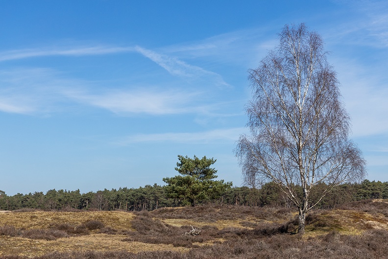 Trees and heather on the first (official) warm day of the year.