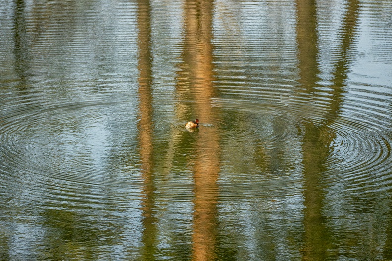 A (kind of) duck is fishing in the lake
