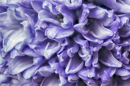 Apr 07 - Purple