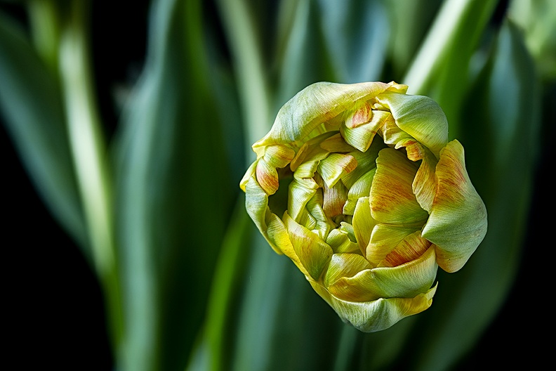 Apr 16 - Peony tulip