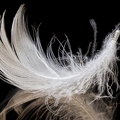 Apr 24 - Feather.jpg