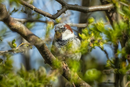 May 02 - Sparrow