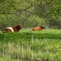 May 12 - Cows.jpg