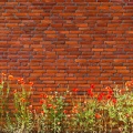 Jun 09 - Poppies and wall.jpg