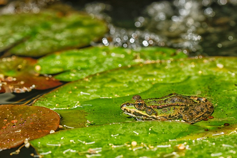A frog enjoying the sun in my pond. I think it's a marsh frog (Pelophylax ridibundus), but I'm not a frog expert