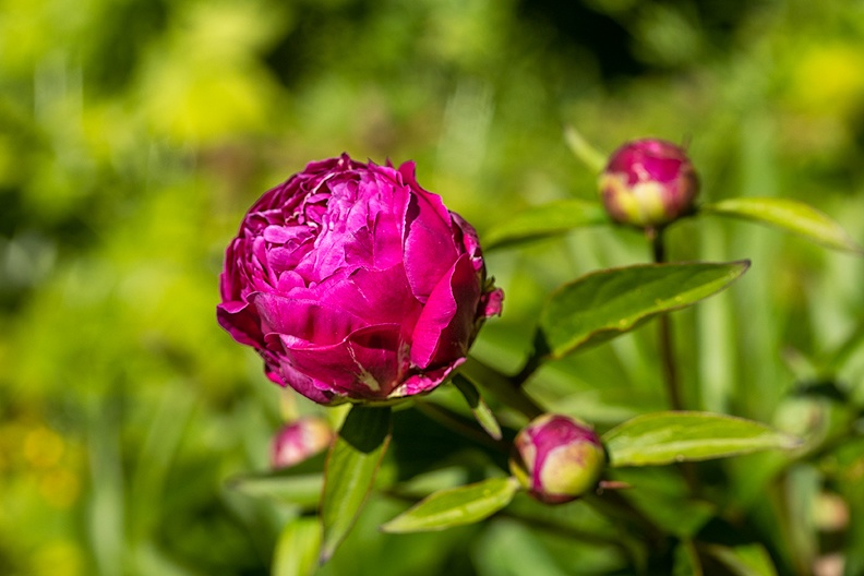 The peonies in my garden are starting to bloom