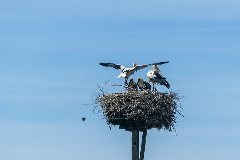 A stork's nest on a hot afternoon