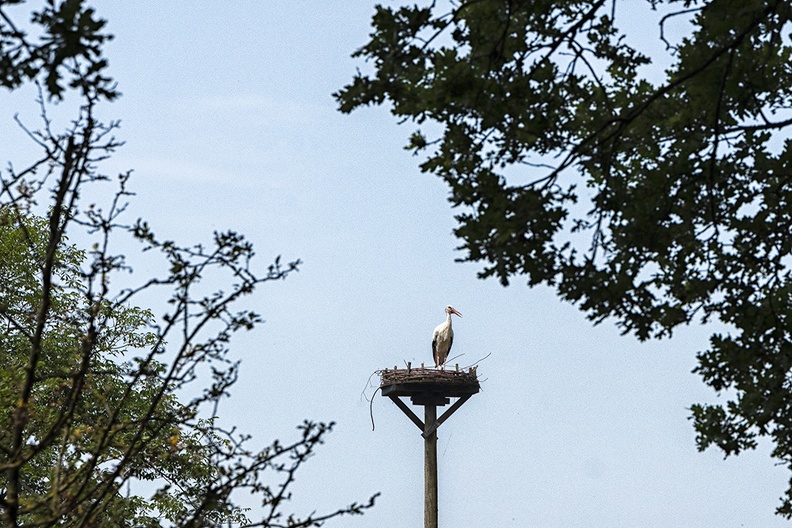 Another stork's nest